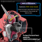 Gundam: Z'Gok (Seed Freedom ver.) HG Model